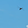 Black Saddlebags dragonfly (in flight)