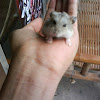 Siberian Dwarf Hamster