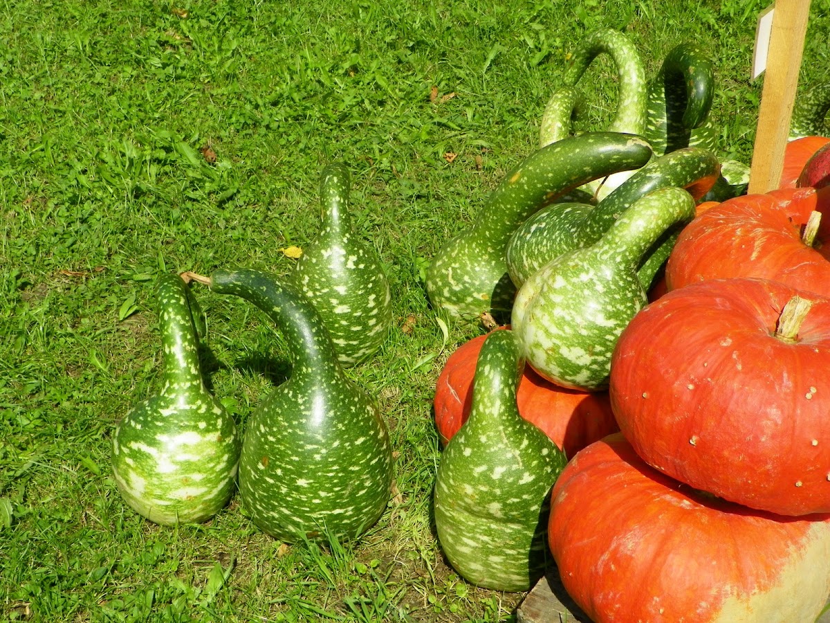 Long necked Gourds
