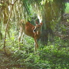 Eastern White-tail Deer (youth)