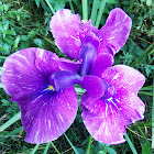 Irises (wildflower now)