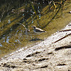 Spotted Sandpiper