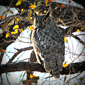 Great-horned Owl by Christie Chambers - Animals Birds