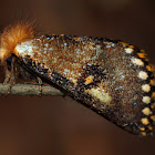 Epicoma Moth