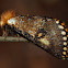 Epicoma Moth