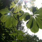 Horse Chestnut or Conker Tree