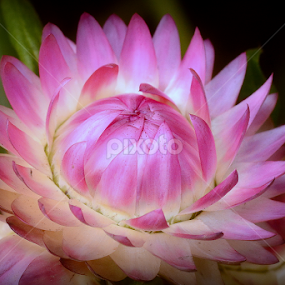 by Ravi Kashyap - Flowers Single Flower