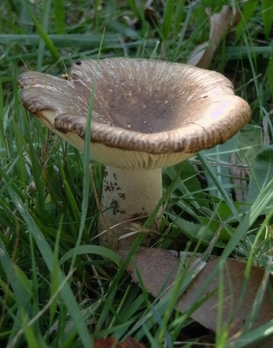 Unidentified mushroom