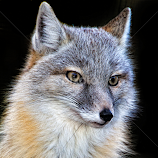 Fox by John Phielix -  