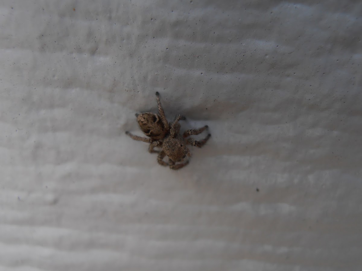 North American Jumping Spider