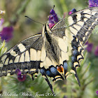 Swallowtail; Macaón