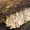 Crown-tipped Coral Mushroom