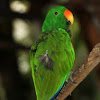 Eclectus Parrot (MALE)