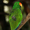 Eclectus Parrot (MALE)