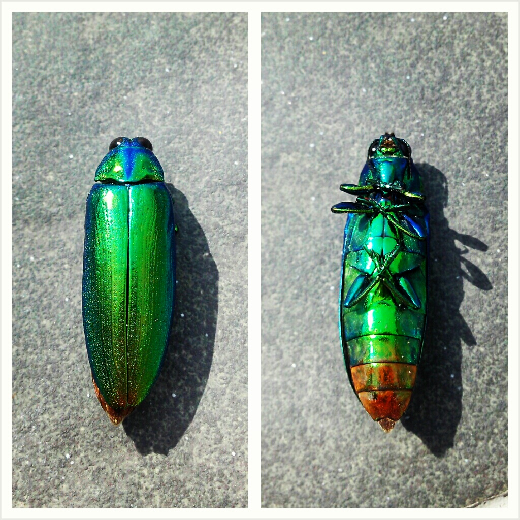jewel beetle / wood borer