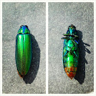 jewel beetle / wood borer