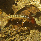 Rove Beetle Larva