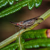 Dictyopharidae Planthopper