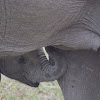  African elephant