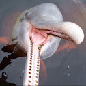Pink Fresh Water Dolphin/ Boto