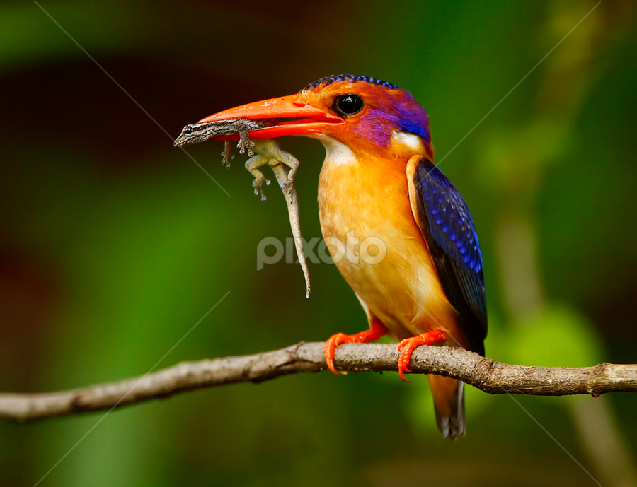 African Pygmy Kingfisher Ispidina picta by Chris Krog - Animals Birds