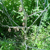 Greater Burdock