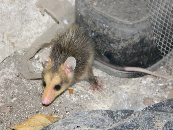 Zarigueya Chucha Andean White Eared Opossum Project Noah