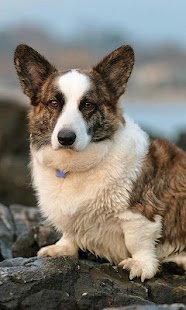 Lastest Corgis Wallpapers APK for Android