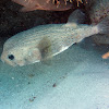 Spot-fin Porcupinefish ( juvenile)