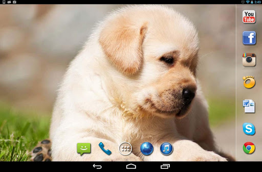 【免費個人化App】Labrador Dogs live wallpaper-APP點子