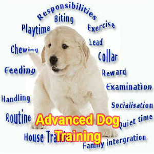 Advanced Dog Training 2.0