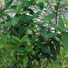 Victorian Christmas Bush (Prostanthera lasianthos)
