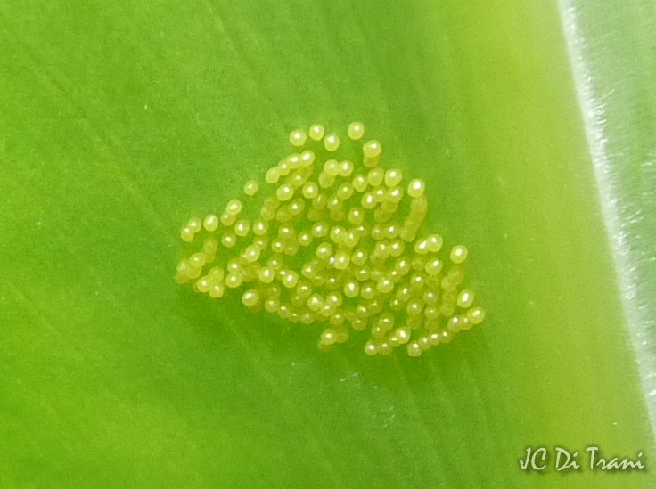 Insect eggs
