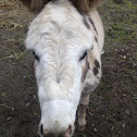 Miniature donkey