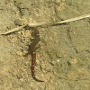 Machorrito - lagartija - Gecko