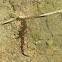 Machorrito - lagartija - Gecko