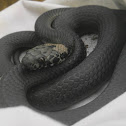 Pale-headed Snake