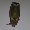 Fruit Piercing Moth