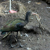 Ibis de la Puna / Puna Ibis