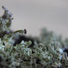 Parasite Cup Lichen