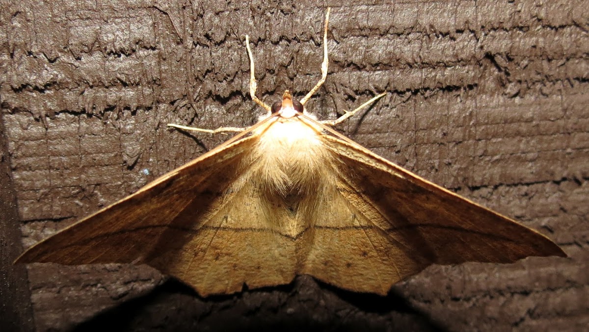 Large Maple Spanworm Moth