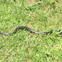 Black snake