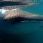 Whale shark / Domino