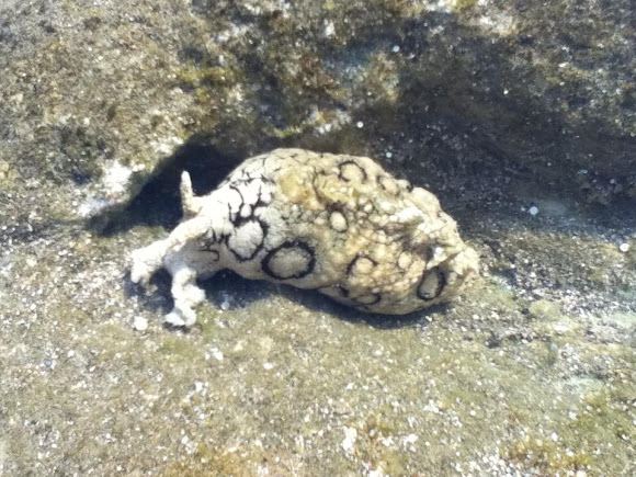 Spotted Sea Hare | Project Noah
