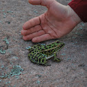 Northern Leopard Frog