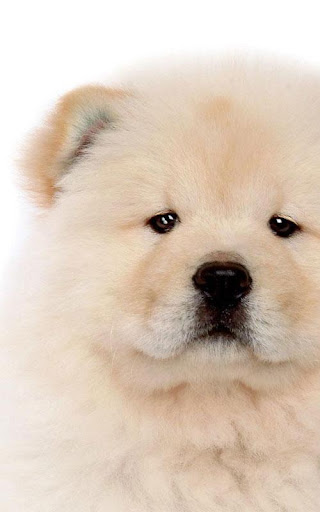 Chow Chow Cute Wallpapers