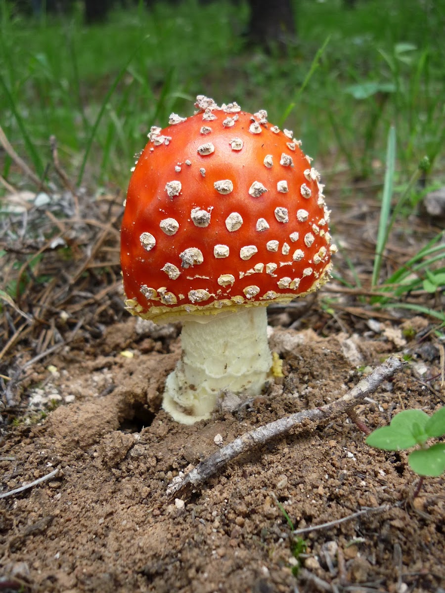 Mario Bro's Growing Mushroom