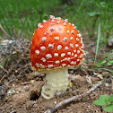 Mario Bro's Growing Mushroom