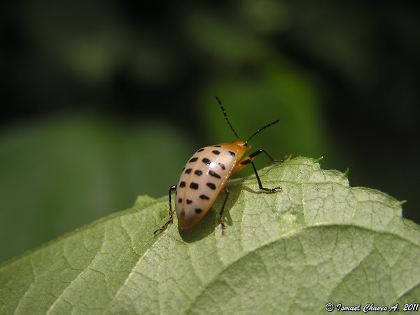 Yellow pleasing fungus beetle | Project Noah