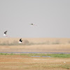 Pied avocet